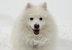 如何给爱斯基摩犬剪指甲 爱斯基摩犬剪指甲步骤