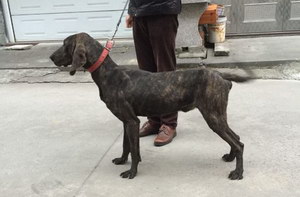 普罗特猎犬怎么修剪指甲 普罗特猎犬剪指甲方法