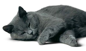 沙特尔猫尿结石怎么治疗 尿结石治疗方法