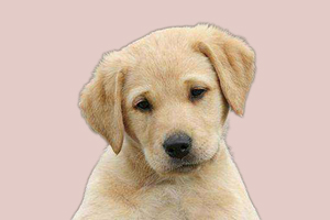 拉布拉多犬发情吃什么