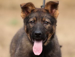 昆明犬吃什么狗粮好 昆明犬狗粮选择推荐