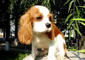 骑士查理王小猎犬怎么养 骑士查理王小猎犬饲养方法及注意