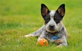 澳大利亚牧牛犬怎么护理 澳大利亚牧牛犬护理方法