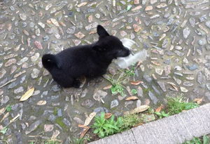 西帕基犬怎么洗澡 西帕基犬洗澡方法及注意事项