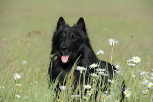 西帕基犬耳朵怎么清洁 西帕基犬耳朵清洁护理方法