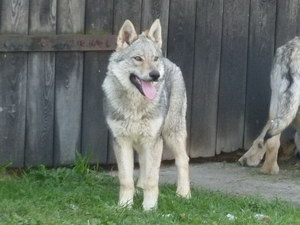 捷克狼犬吃什么狗粮好 捷克狼犬狗粮选择推荐