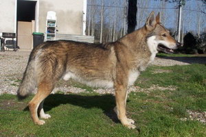 捷克狼犬耳朵怎么清洁捷克狼犬耳朵清洁护理方法