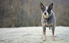 澳大利亚牧牛犬好养吗 澳洲牧牛犬饲养方法