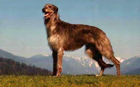 苏格兰猎鹿犬怎么养 苏格兰猎鹿犬饲养要点