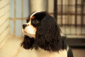 骑士查理王小猎犬耳朵怎么清洁护理流程