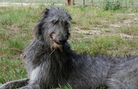 苏格兰猎鹿犬毛发怎么护理 毛发日常护理方法