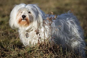 哈瓦那犬怎么养 哈瓦那犬饲养注意事项