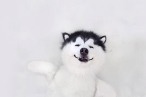 狗狗如何驱虫