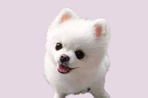 博美发情期有什么症状