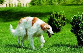 苏俄猎狼犬每天吃多少 苏俄猎狼犬食量介绍