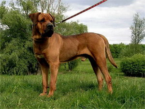日本土佐犬患耳螨怎么治疗 日本土佐犬耳螨治疗方法