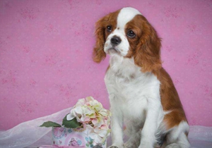 西班牙小猎犬得了心丝虫病怎么办