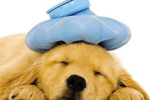 犬瘟症状有哪些