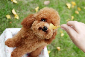 贵宾犬训练站立行走方法是什么