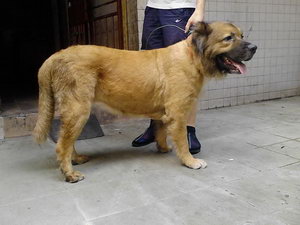 兰波格犬怎么洗澡 兰波格犬洗澡流程