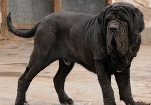 扭玻利顿犬吃什么好 扭玻利顿犬狗粮选择推荐