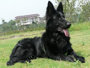 比利时牧羊犬怎么洗澡 比利时牧羊犬洗澡流程