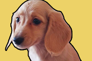 腊肠犬怎样训练大小便