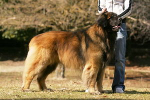 兰波格犬毛发怎么护理 兰波格犬毛发护理方法