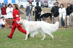 苏俄猎狼犬怎么修剪指甲 苏俄猎狼犬护理之剪指甲