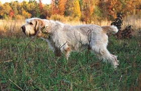 史毕诺犬不能吃什么 史毕诺犬禁忌食物介绍