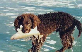 美国水猎犬怎么养 美国水猎犬护理常识