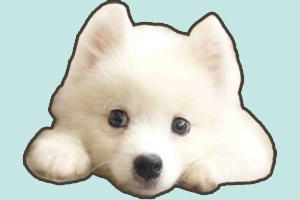 银狐犬怎么训练大小便
