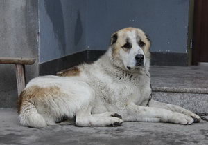 中亚牧羊犬怎么修剪指甲 中亚牧羊犬指甲修剪方法