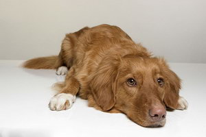 新斯科舍猎鸭寻猎犬什么时候驱虫最好