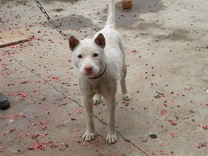 下司犬幼犬吃什么狗粮好 下司犬狗粮选择推荐