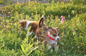 挪威伦德猎犬怎么驱虫 挪威伦德猎犬驱虫方法