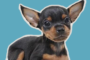 小鹿犬怎么训练坐