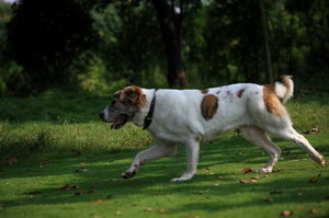 中亚牧羊犬耳朵怎么清洁 中亚牧羊犬耳朵清洁护理方法