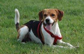 英国猎狐犬如何洗澡 英国猎狐犬洗澡步骤