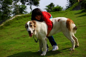 中亚牧羊犬吃什么狗粮好 中亚牧羊犬狗粮选择推荐