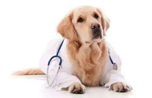 犬瘟热后遗症有哪些