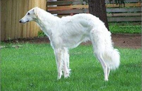 苏俄猎狼犬好养吗 苏俄猎狼犬饲养方法