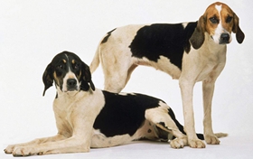 英国猎狐犬性格怎么样 优秀护卫犬种