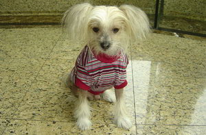 冠毛犬怎么美容 中国冠毛犬美容方法