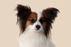 怎么鉴定蝴蝶犬