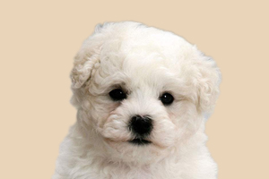 比熊犬什么时候换毛