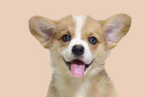 如何鉴别柯基犬