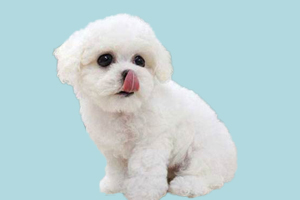 怎么选比熊犬纯不纯