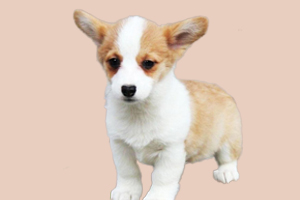 柯基犬幼崽如何选