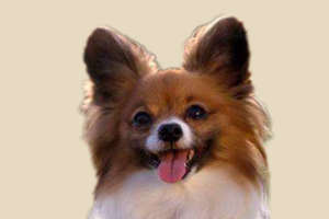 怎么判断蝴蝶犬